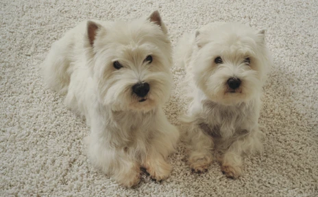 two dogs laying on carpet